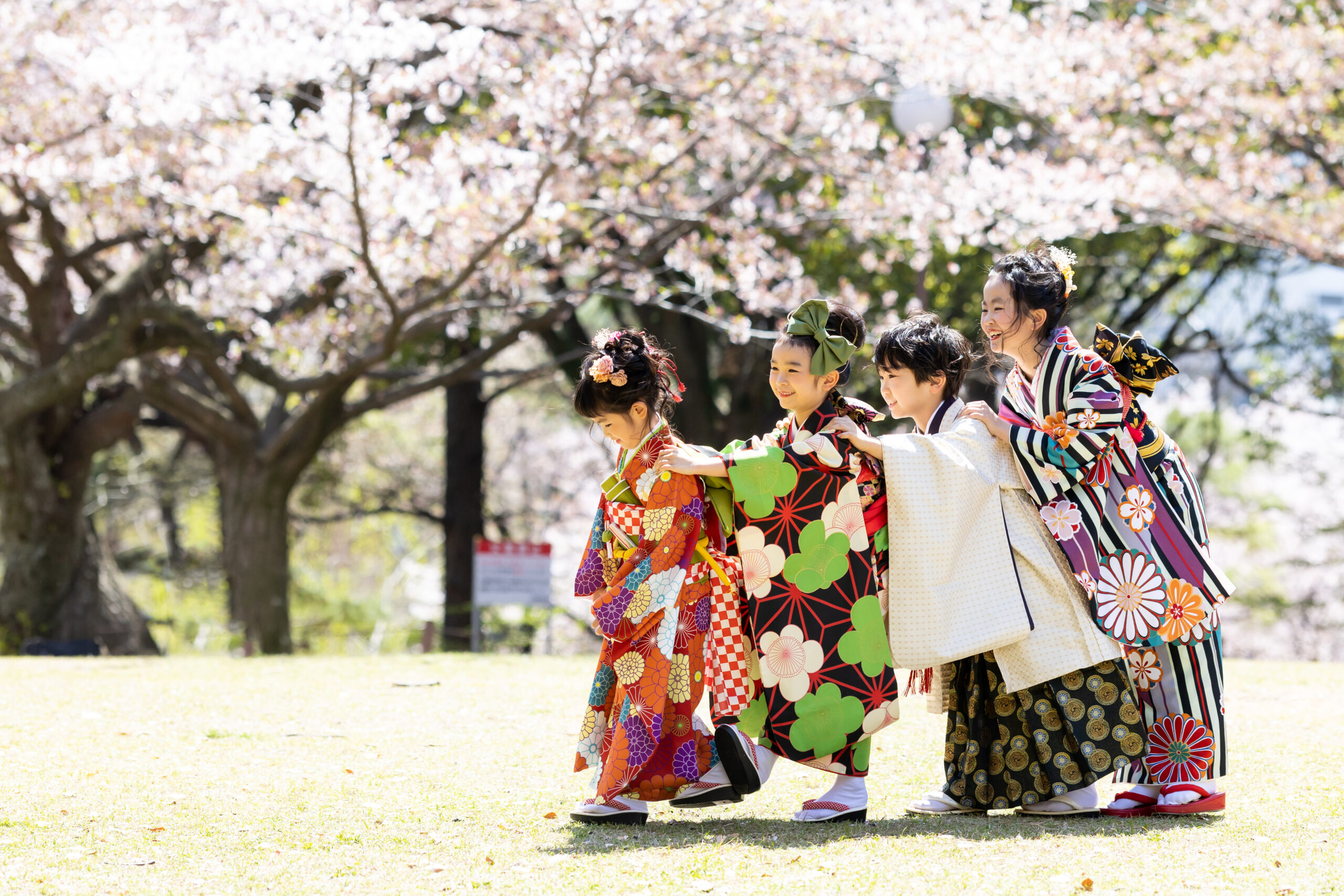 日吉神社　満開の桜で七五三